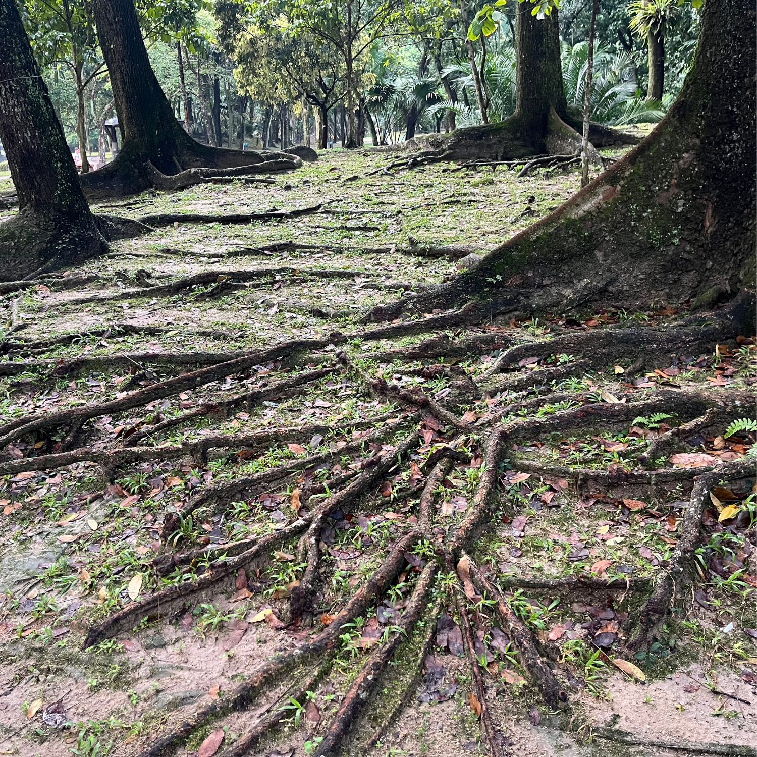 Yerçekimiyle Randevu: Ruhun Bedendeki Kökleri