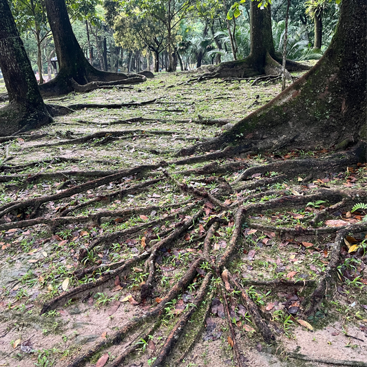 Yerçekimiyle Randevu: Ruhun Bedendeki Kökleri