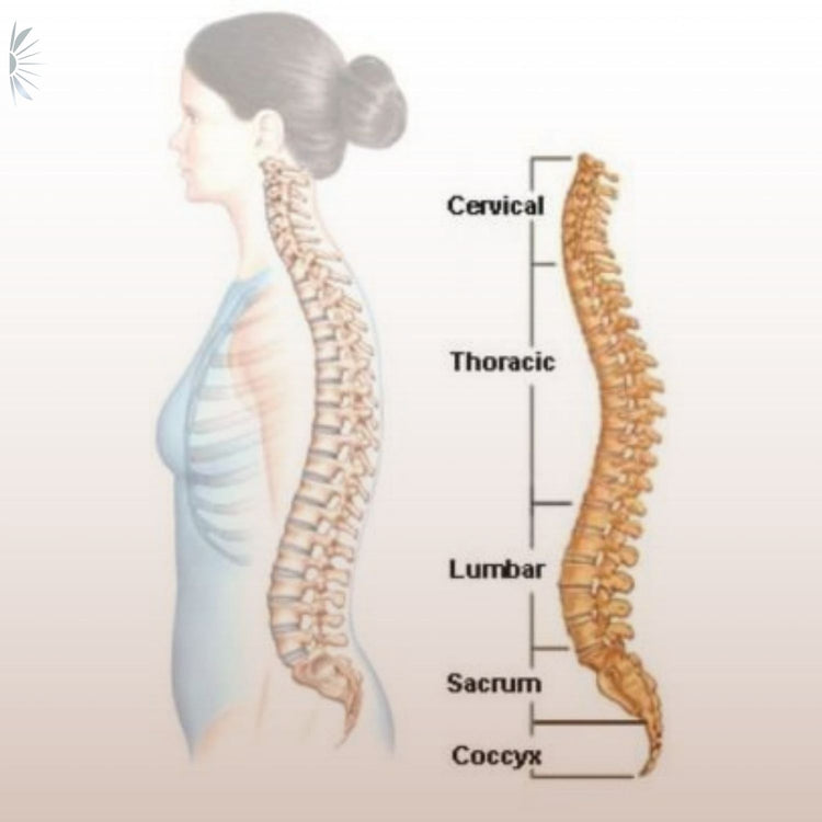 Somatik Yaklaşımlı Mat Pilates | Online Canlı Atölye